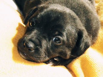 Close-up portrait of a dog