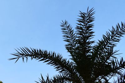 Low angle view of tree against sky