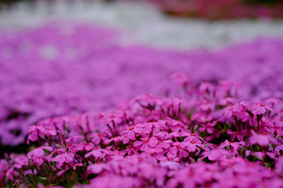 Close-up of pink flowers