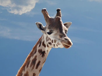 Low angle view of giraffe against sky