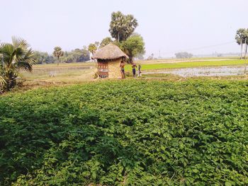 View of agricultural field against clear sky