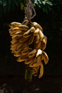 Close-up of fruit growing on plant at field