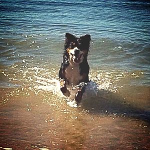 Dog in water