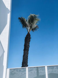 Low angle view of palm tree against blue sky