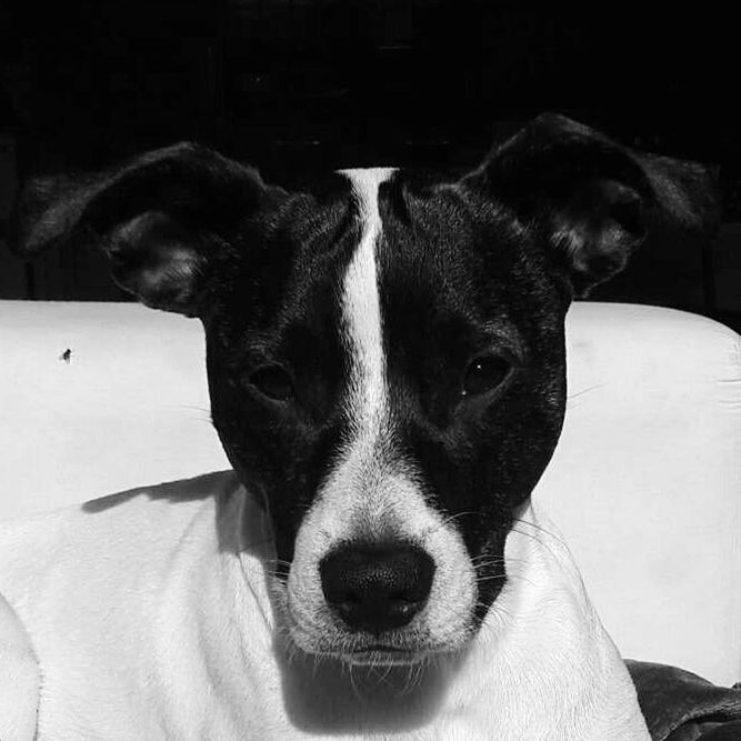 PORTRAIT OF DOG AGAINST BLACK BACKGROUND