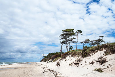 Low angle view of trees on beach against sky
