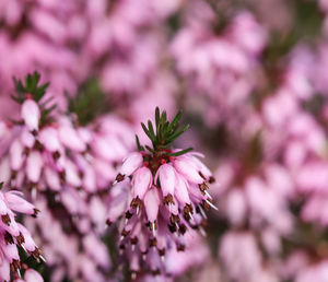 Close-up of cherry blossom