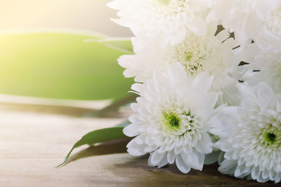 Close-up of white flower on table