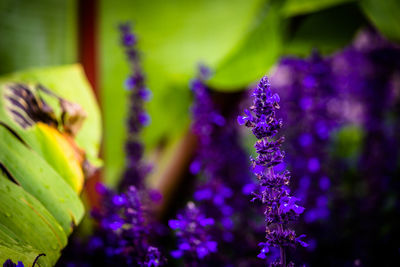 Close-up of purple flowers