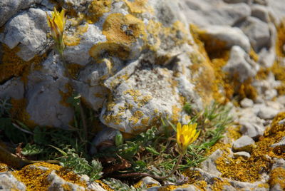 Close-up of lizard on rock