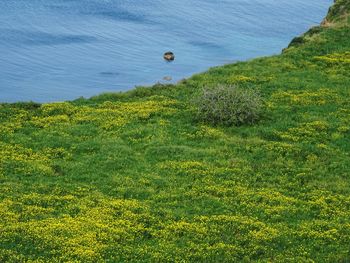 High angle view of trees growing on field