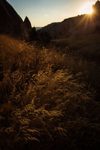 Scenic view of field against sky during sunset