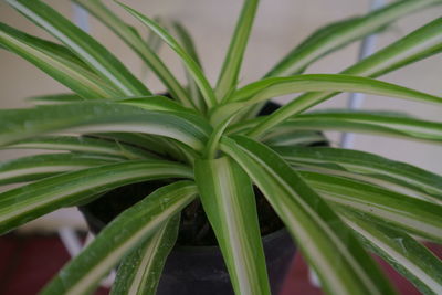 Close-up of wet plant