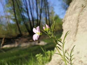 Close-up of pink crocus flowers on land