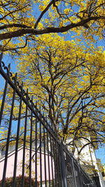 Low angle view of tree against sky