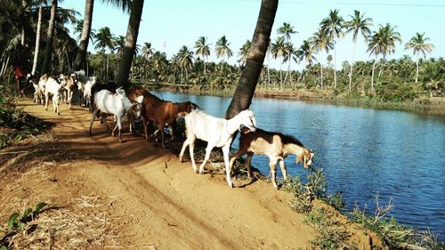 Cows on horse cart against sky