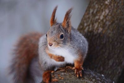 Close-up portrait of squirrel