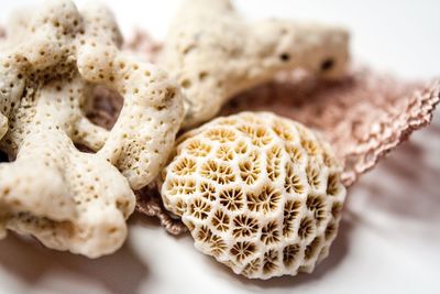 Close-up of dry coral