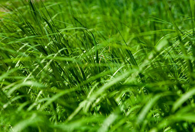 Full frame shot of fresh green grass