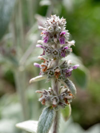 Close-up of pink flowering plant