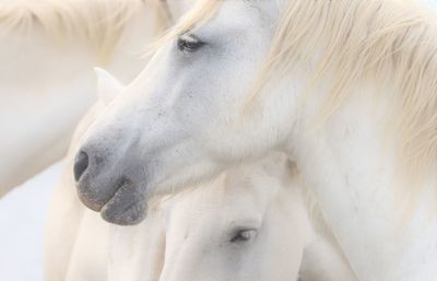 Close-up of white horses