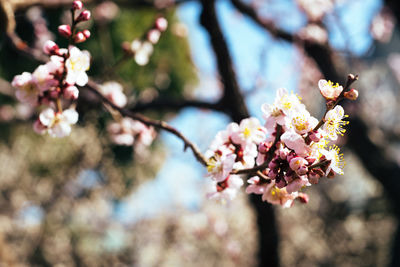 Close-up of cherry blossom