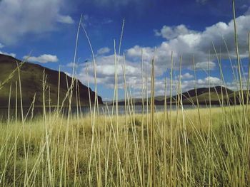 Scenic view of field against cloudy sky