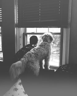 Dog looking through window at home