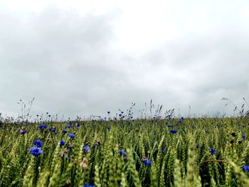 Scenic view of lavender field against sky