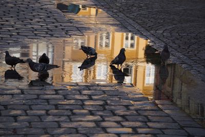 People walking on street in city