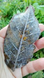 Close-up of hand holding autumn leaves