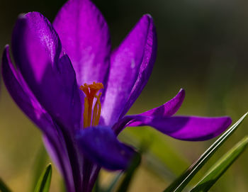 Close-up of pink flower