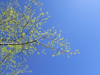 Low angle view of flower tree against clear blue sky