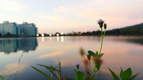 Close-up of flowering plant against lake during sunset