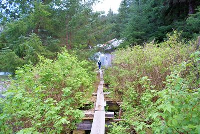 Footbridge amidst trees and plants in forest