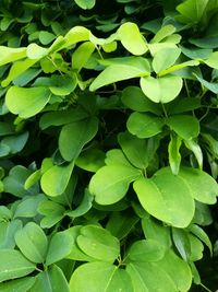 Full frame shot of leaves