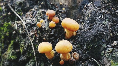 Close-up of mushrooms growing on tree trunk