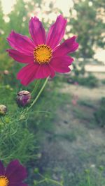 Close-up of pink daisy flower