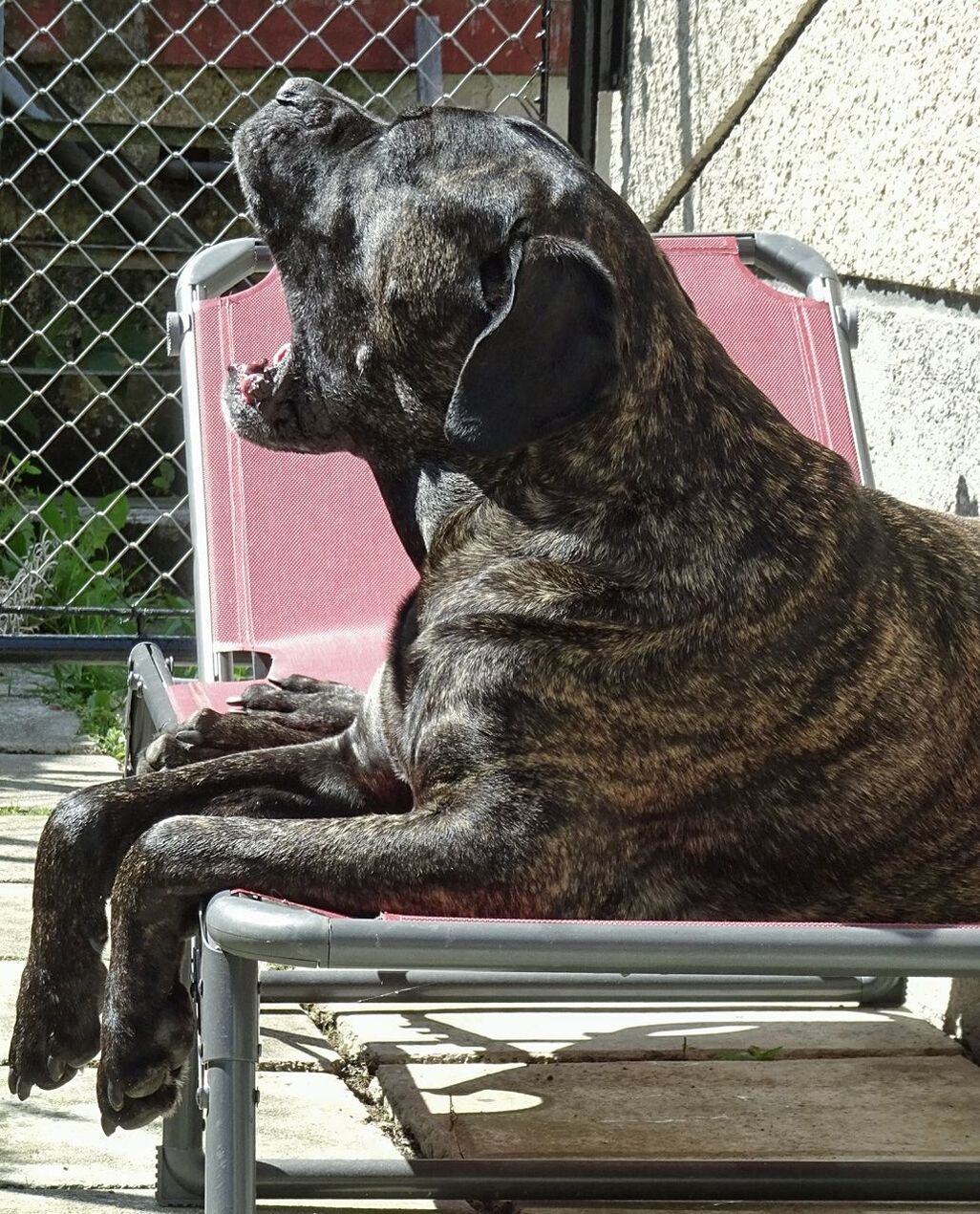 Dog on a summer day