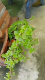 High angle view of potted plant