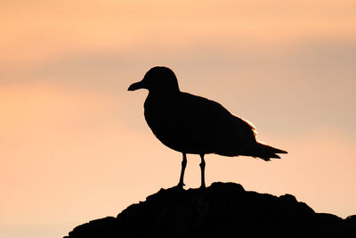 Silhouette bird perching on rock