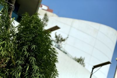 Low angle view of plants against building