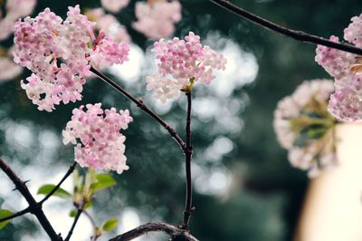 Pink flowers blooming on tree