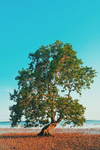 Tree against clear sky