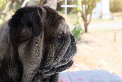 Close-up of dog looking away