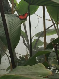 Close-up of a bird on plant