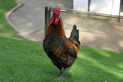 Portrait of rooster on field