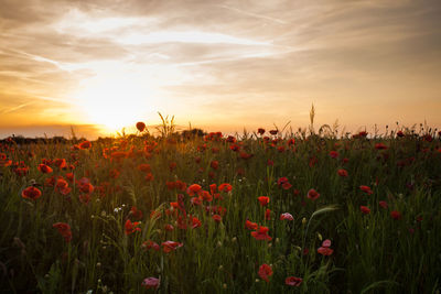 Poppies growing on field against sky during sunset