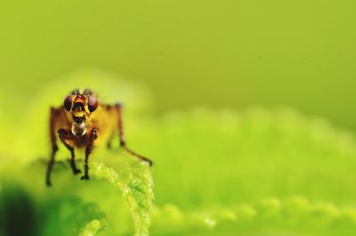 Close-up of spider on leaf