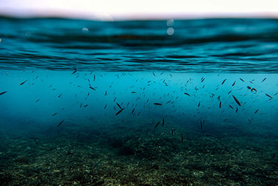 Underwater view of fish swimming in arabian sea